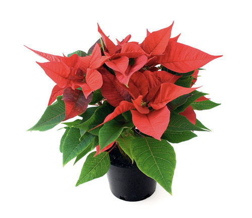 Poinsettia
